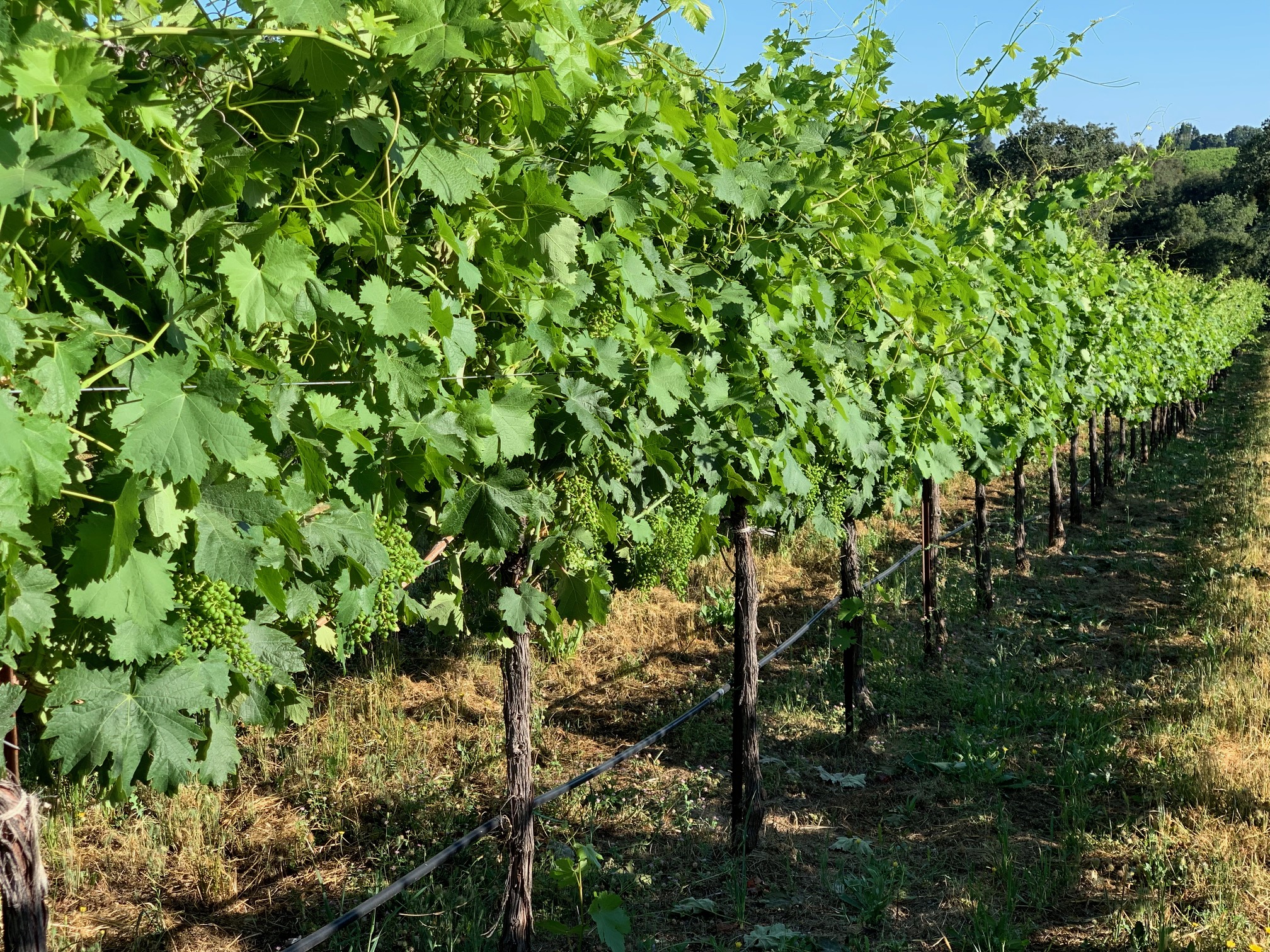 Borjon Winery in Plymouth, CA