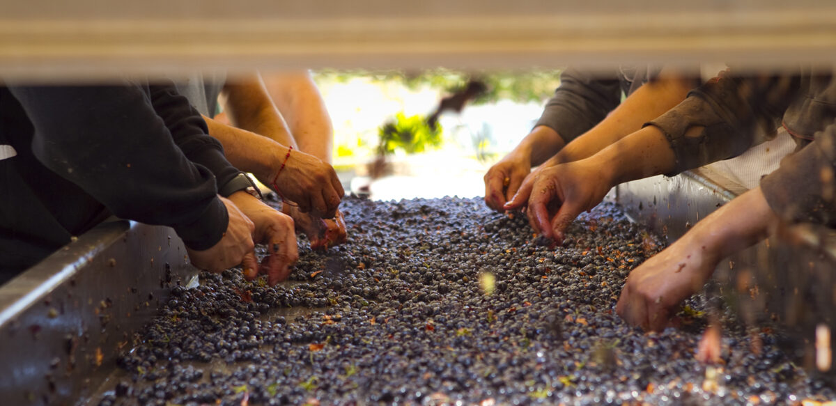 Borjon Winery in Plymouth, CA (4)