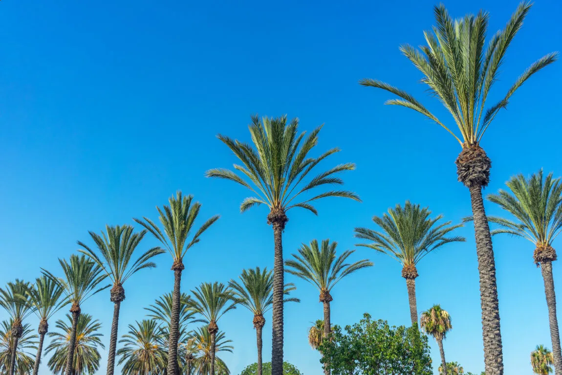 Estate Law, Inc. in Laguna Beach, CA (6)