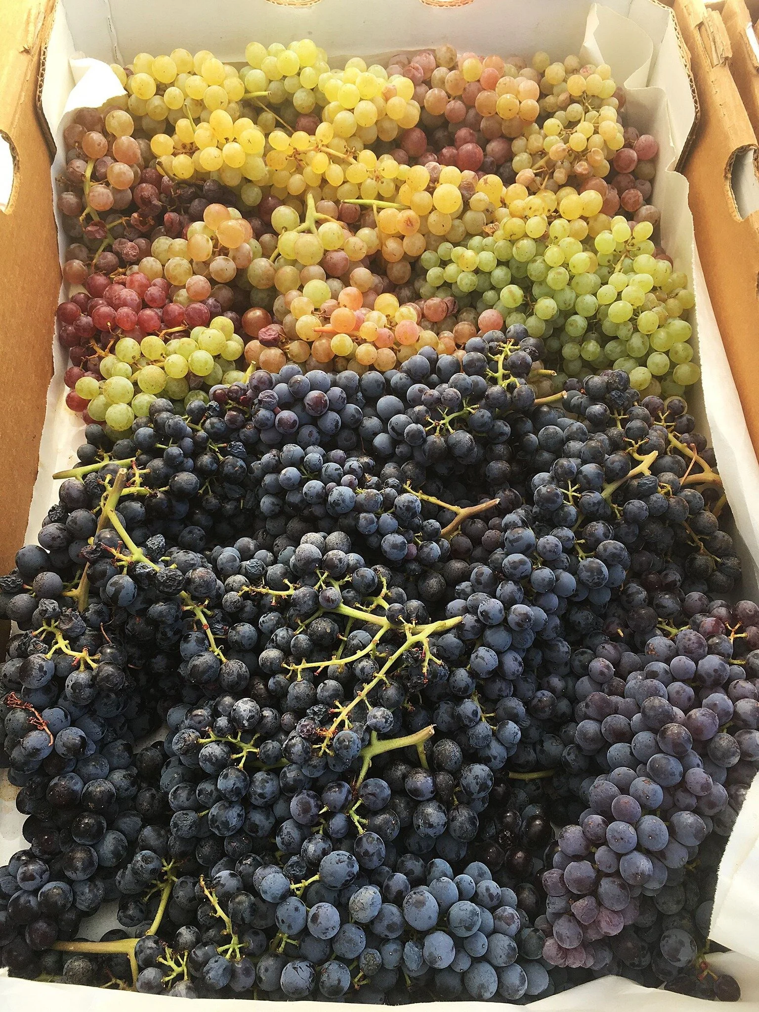 Mount Shasta Farmers' Market in Mt Shasta, CA