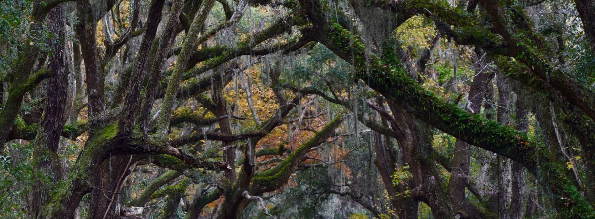 Edisto Beach in Edisto Island, SC (3)