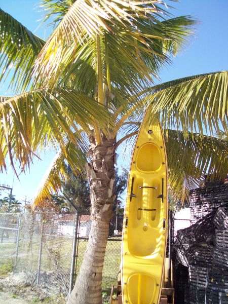City Seafood in Everglades City, FL (2)