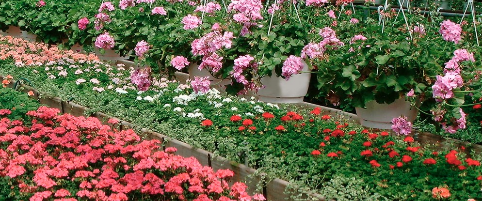 Doebel’s Flowers in Clyde, OH