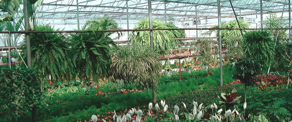 Doebel’s Flowers in Clyde, OH (2)