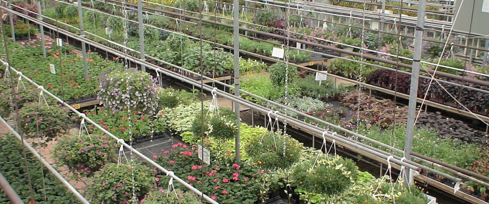 Doebel’s Flowers in Clyde, OH (3)