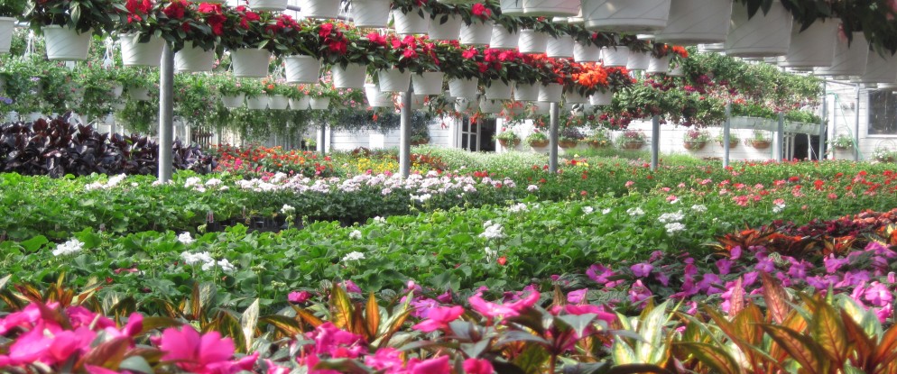 Doebel’s Flowers in Clyde, OH (6)