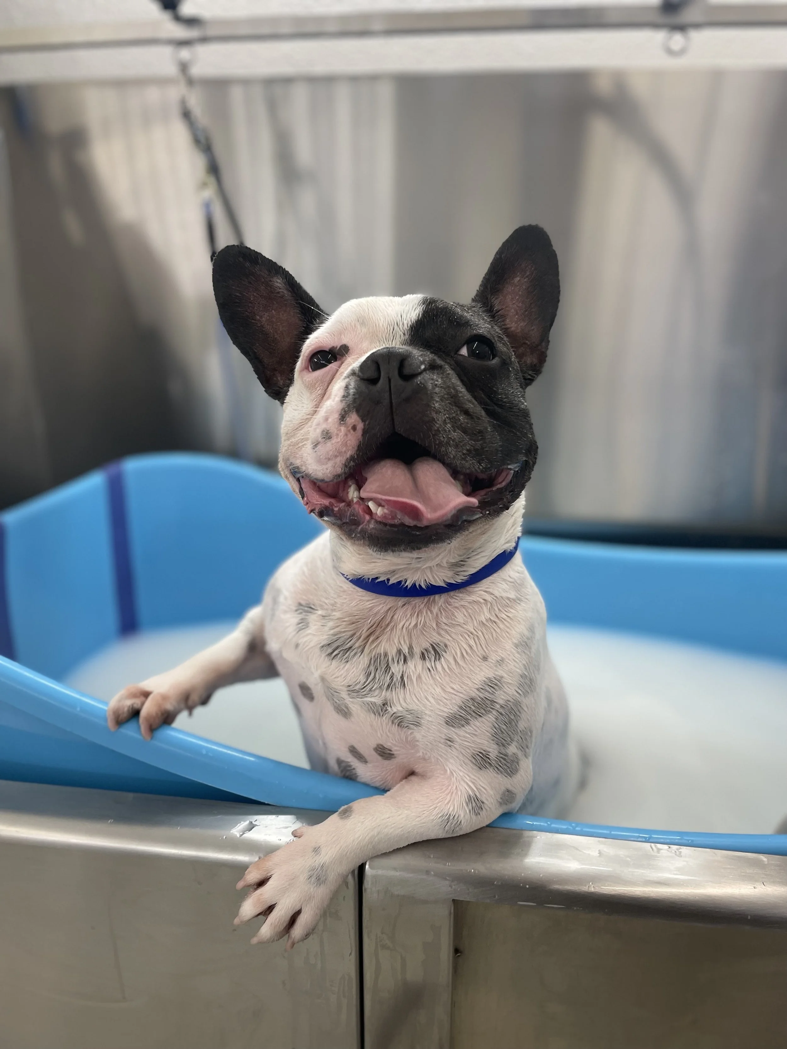 Pampered Pup in Half Moon Bay, CA (2)