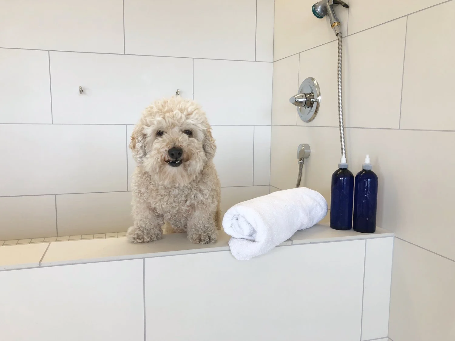 Pampered Pup in Half Moon Bay, CA (3)