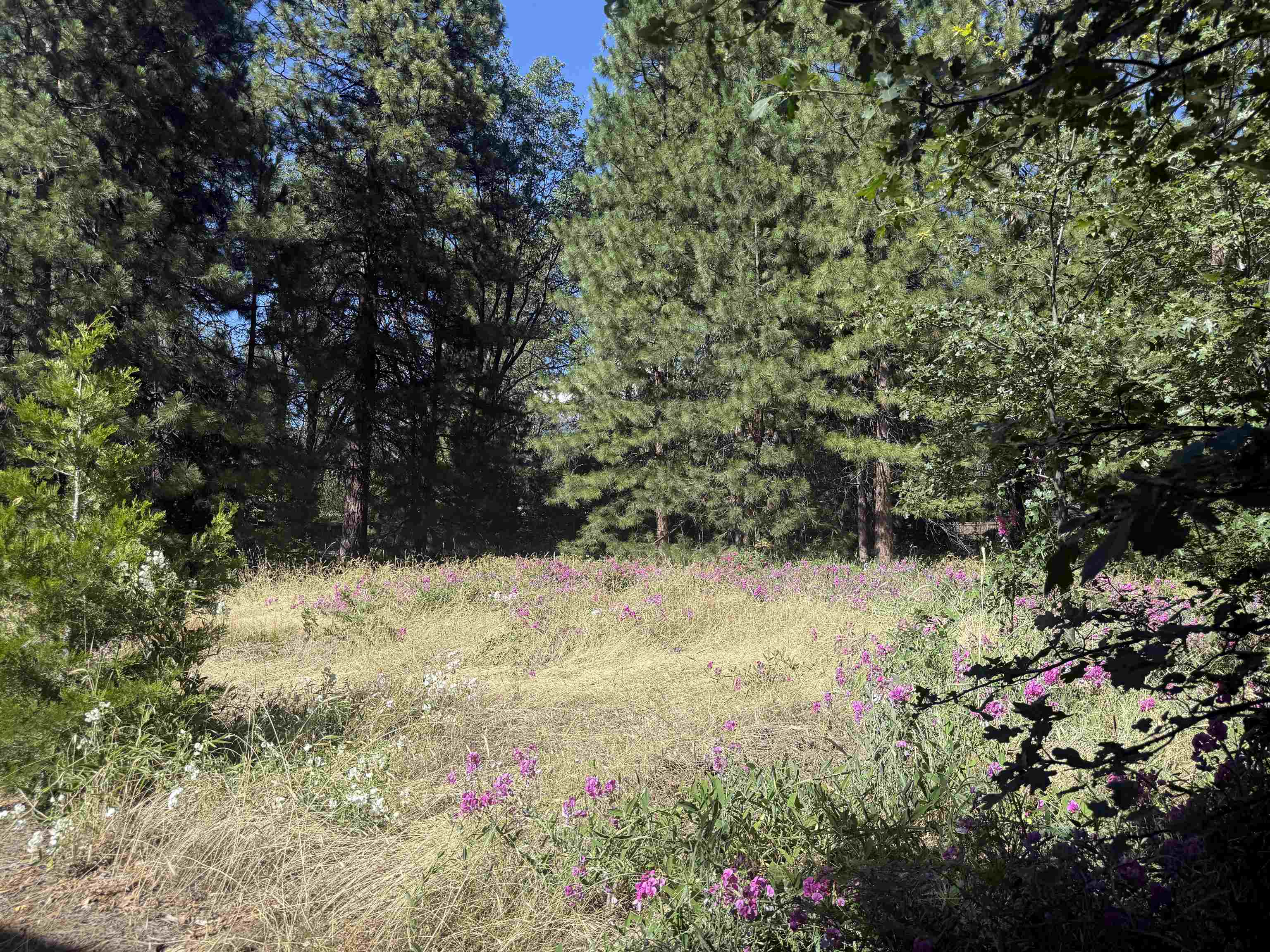Krista Cartwright, Realtor in Mt Shasta, CA (2)