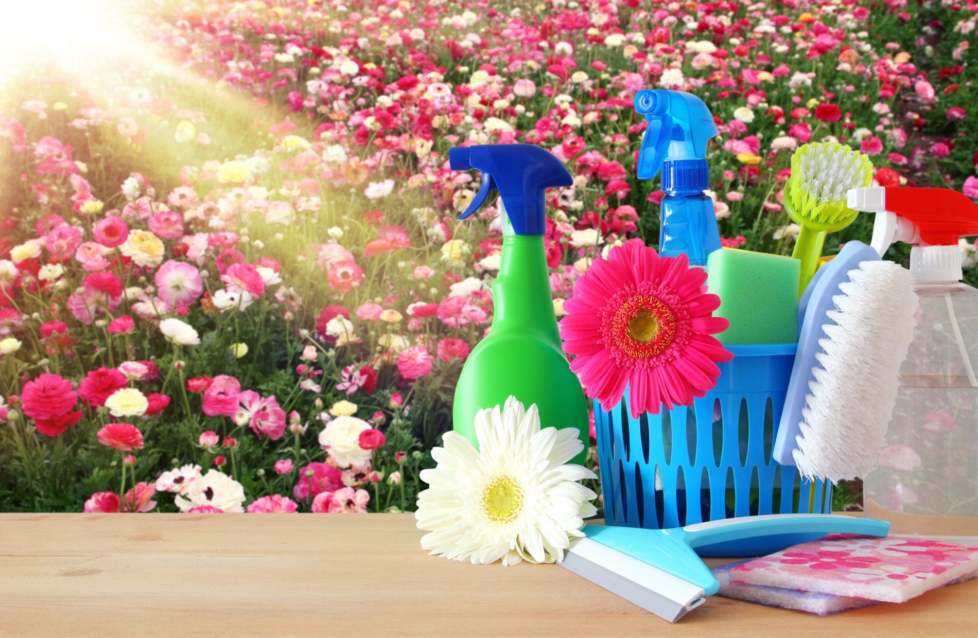 Clean n Pristine, Inc. in Richardson, TX