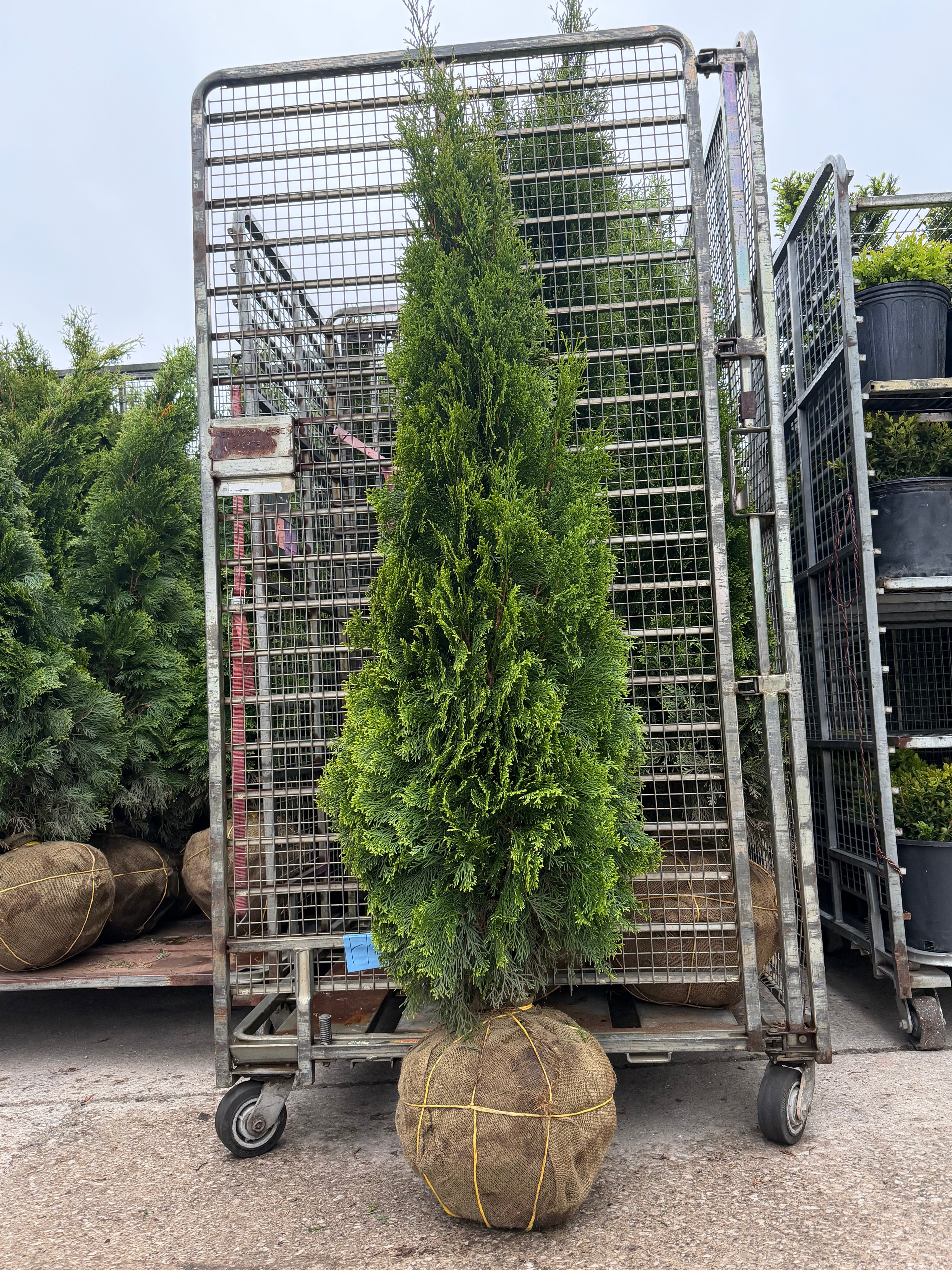Alsip Home & Nursery in St John, IN