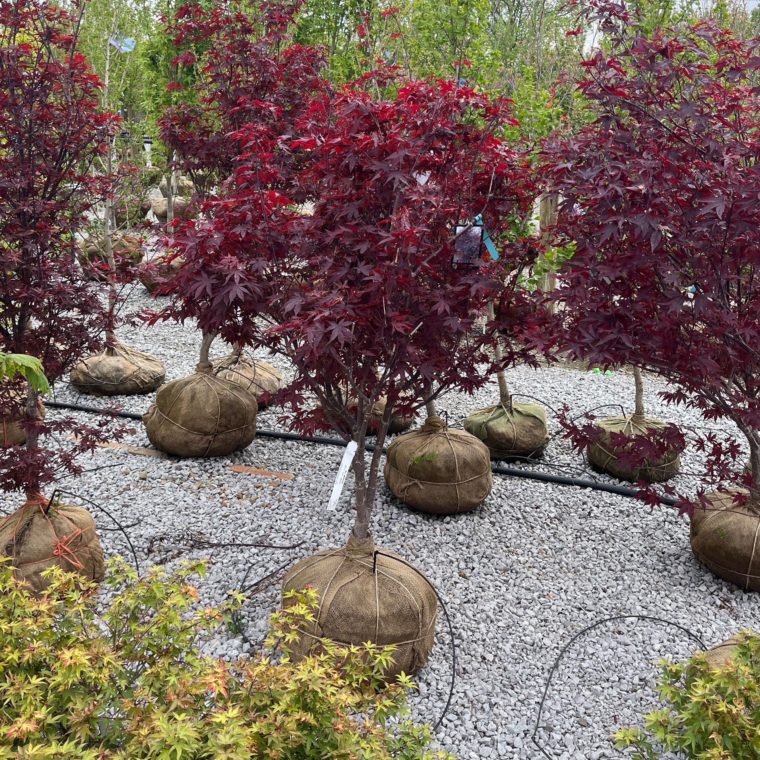 Alsip Home & Nursery in St John, IN (3)