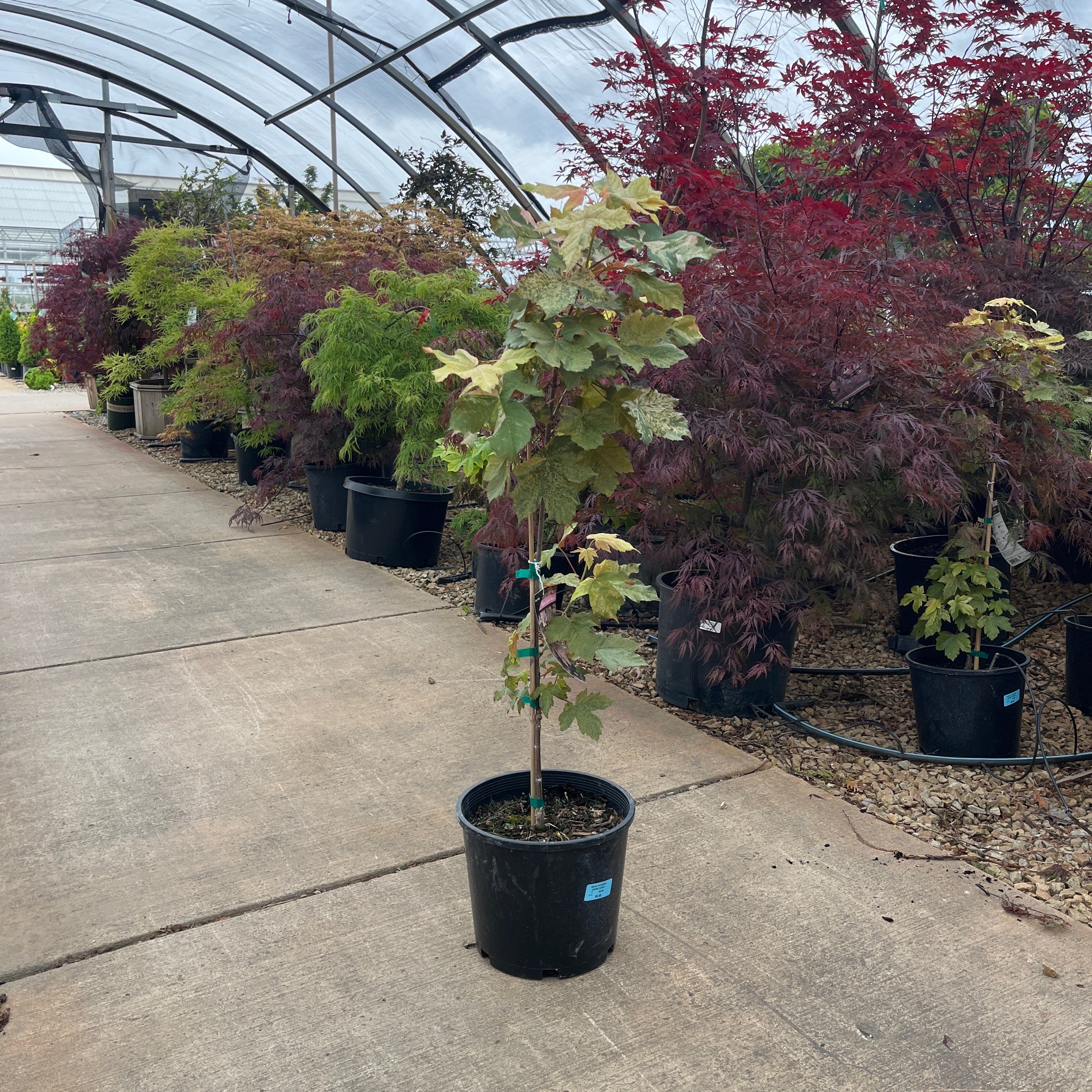 Alsip Home & Nursery in St John, IN (4)
