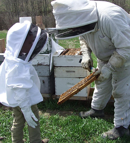 Bedillion Honey Farm in Hickory, PA (3)