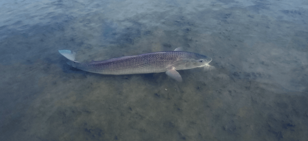 Kenjo Fly Fishing in Port Aransas, TX
