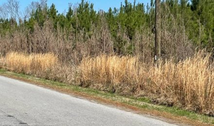 Fishburne & Company – Walterboro Real Estate in Walterboro, SC (5)