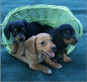 Dachshunds Of Texas in Caldwell, TX