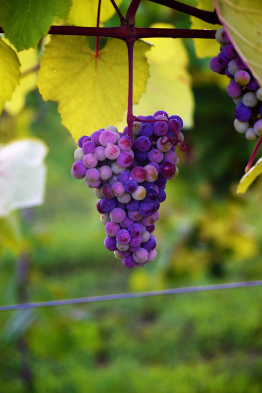 Chateau Meichtry Family Vineyard and Winery in Talking Rock, GA (3)