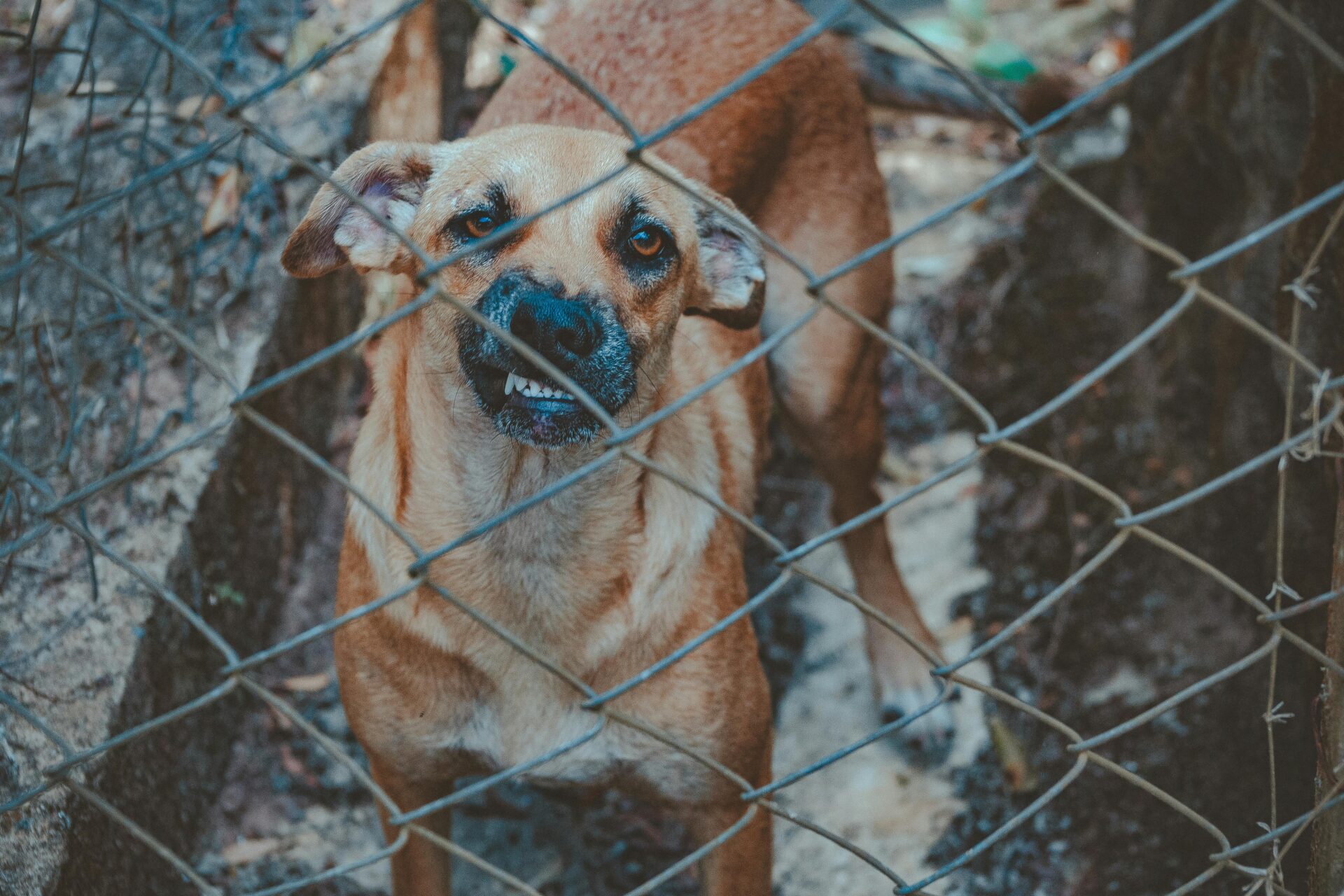 SAVE THEM ALL PET TRANSPORT in Lexington, SC (2)