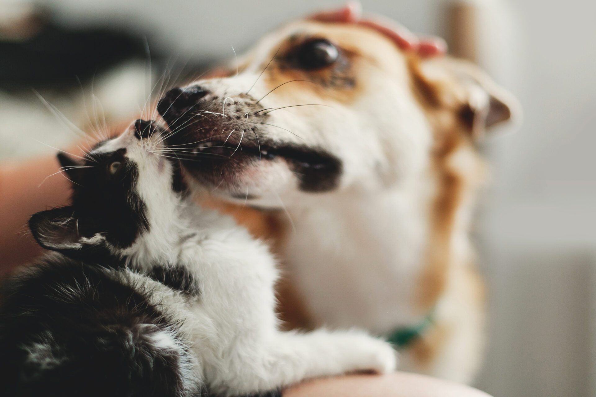 SAVE THEM ALL PET TRANSPORT in Lexington, SC (3)