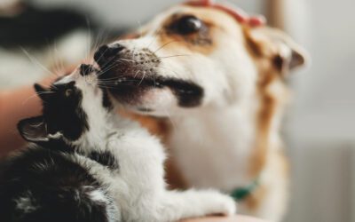 SAVE THEM ALL PET TRANSPORT in Lexington, SC (6)