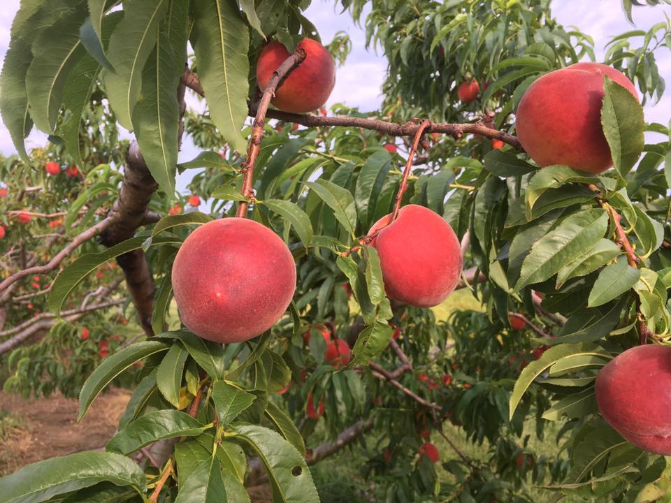 Rittman Orchards in Doylestown, OH (3)