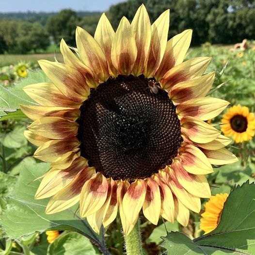 Rittman Orchards in Doylestown, OH (6)