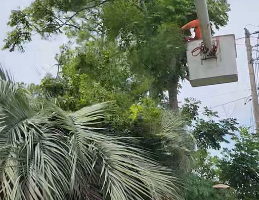 1Treezone in Micanopy, FL (2)