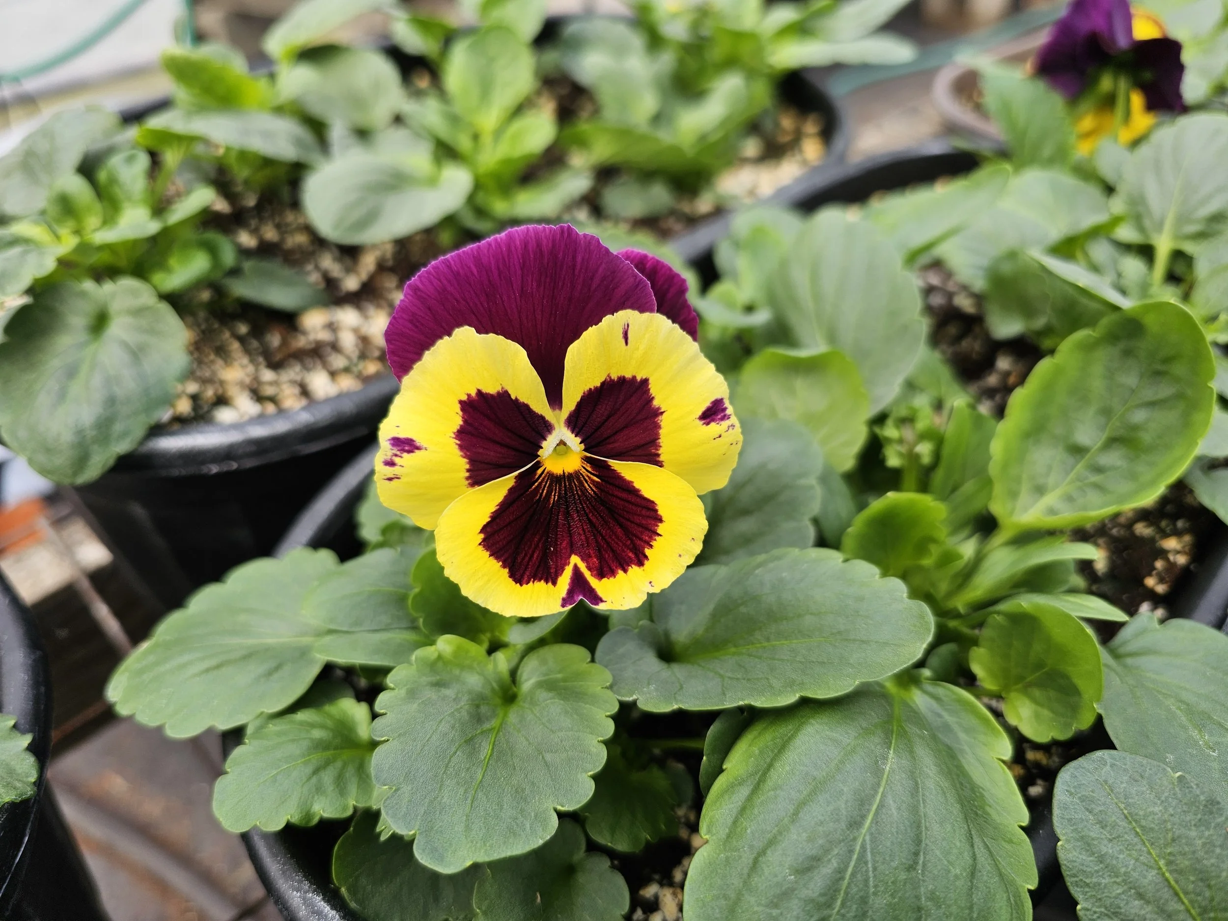 Chillicothe Farmers Market in Chillicothe, OH (4)