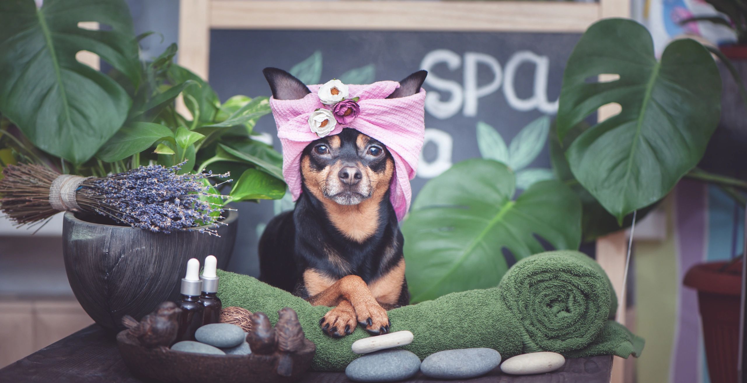 Pawsitively Picture Perfect Spa & Mobile Grooming in Swansboro, NC (2)