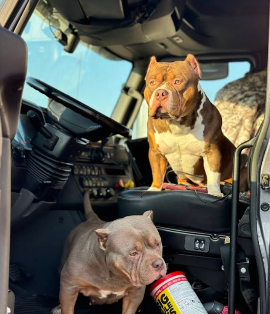 Big Dog Fleet Services in South Plainfield, NJ (4)