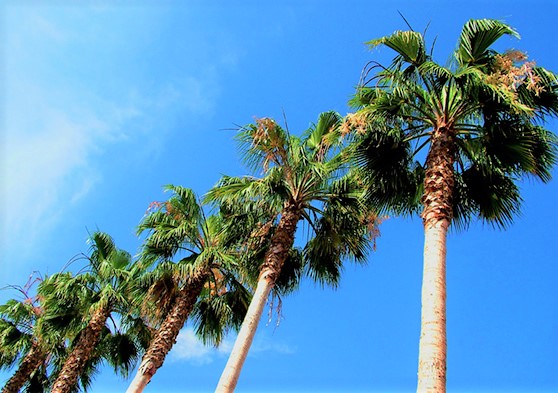 Moore Lyles McCarty & McGilvray, LLP in McAllen, TX