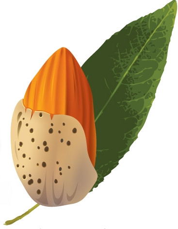 Golden Almond Health Store in Fort Walton Beach, FL (4)