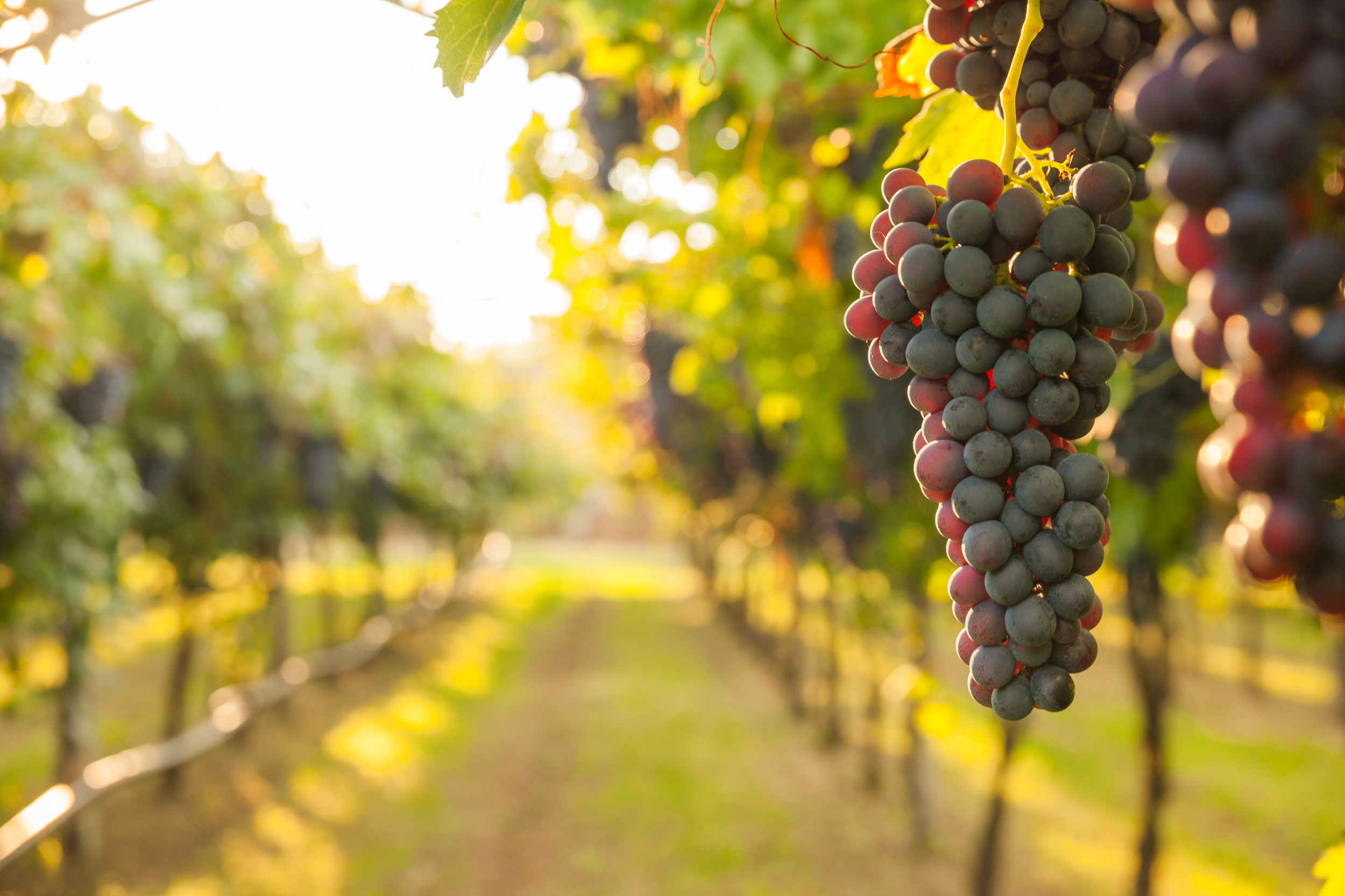 Buckley Vineyards in Ellijay, GA