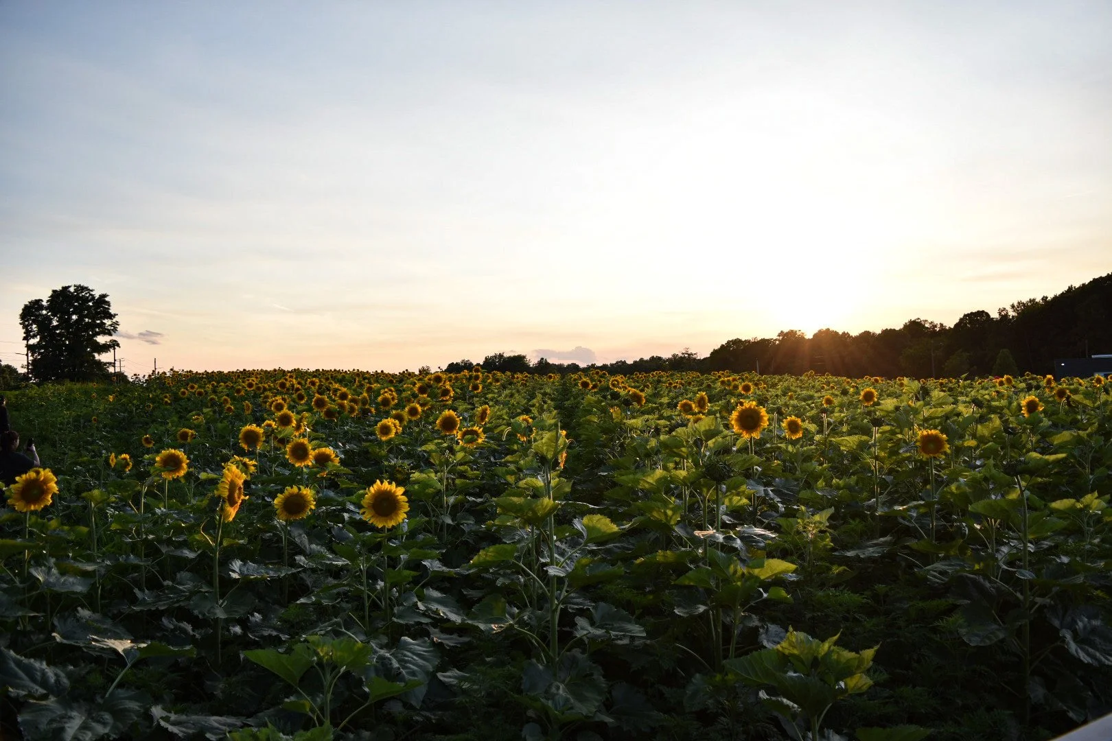 Styer Orchard Inc. in Langhorne, PA