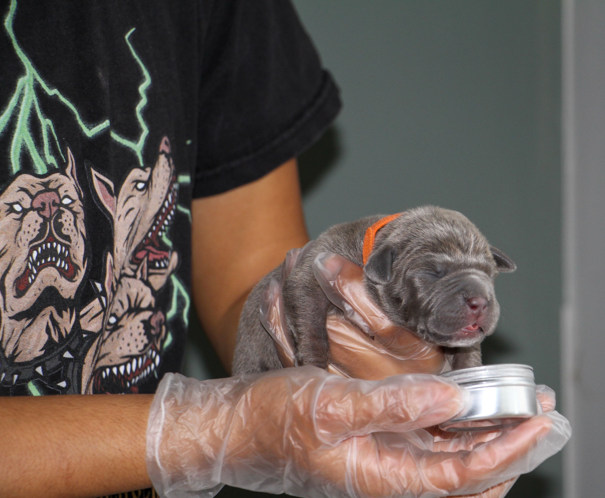 Bad to the Bone Kennels in Burke, VA (2)