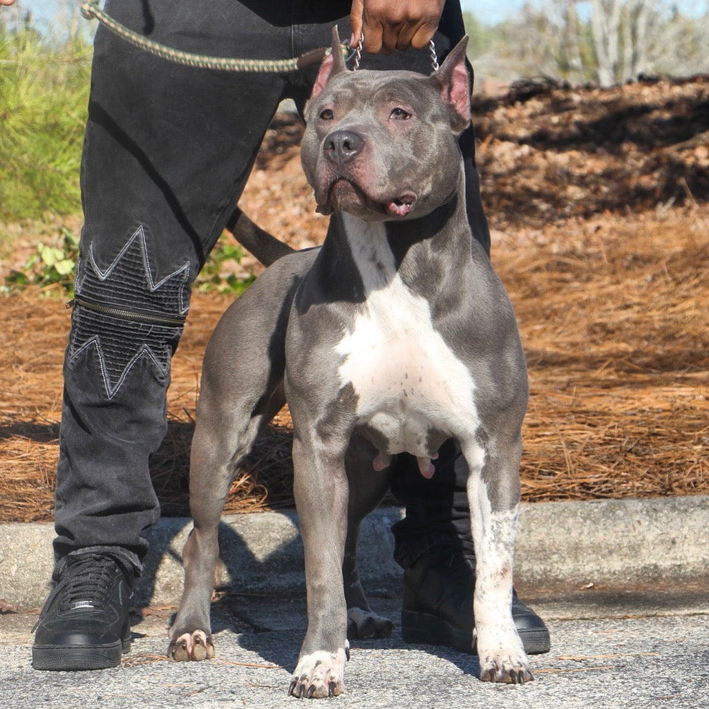 Bad to the Bone Kennels in Burke, VA (4)