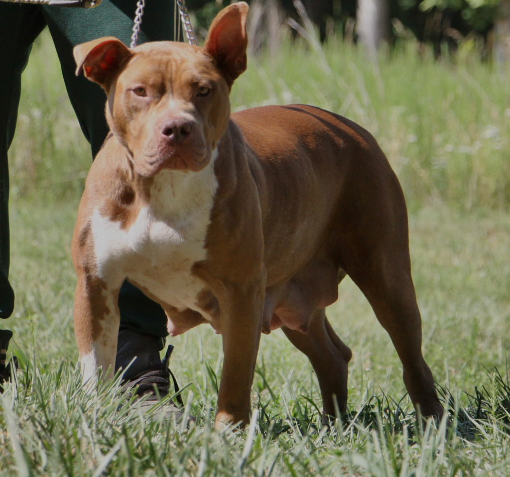 Bad to the Bone Kennels in Burke, VA (6)