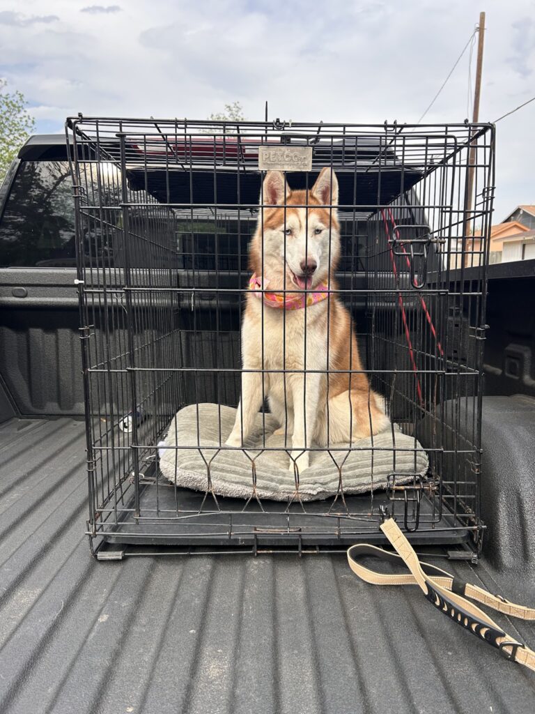 Debbie's Dog Grooming in Del Rio, TX