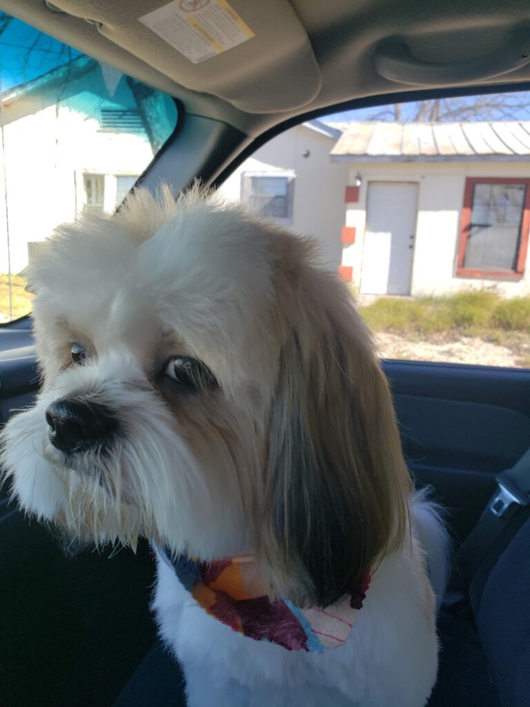 Debbie's Dog Grooming in Del Rio, TX (4)