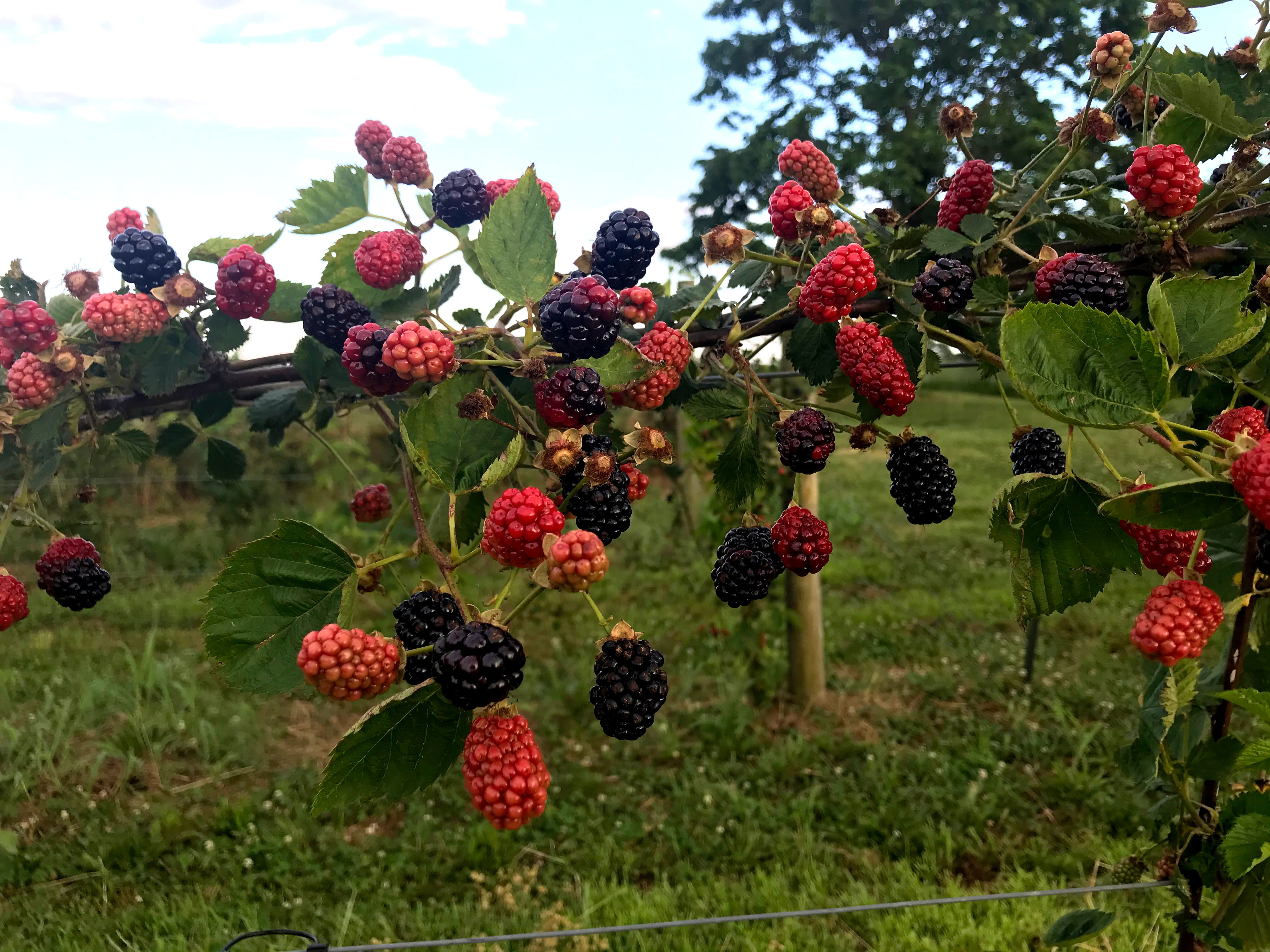 Lockbriar Farms in Chestertown, MD