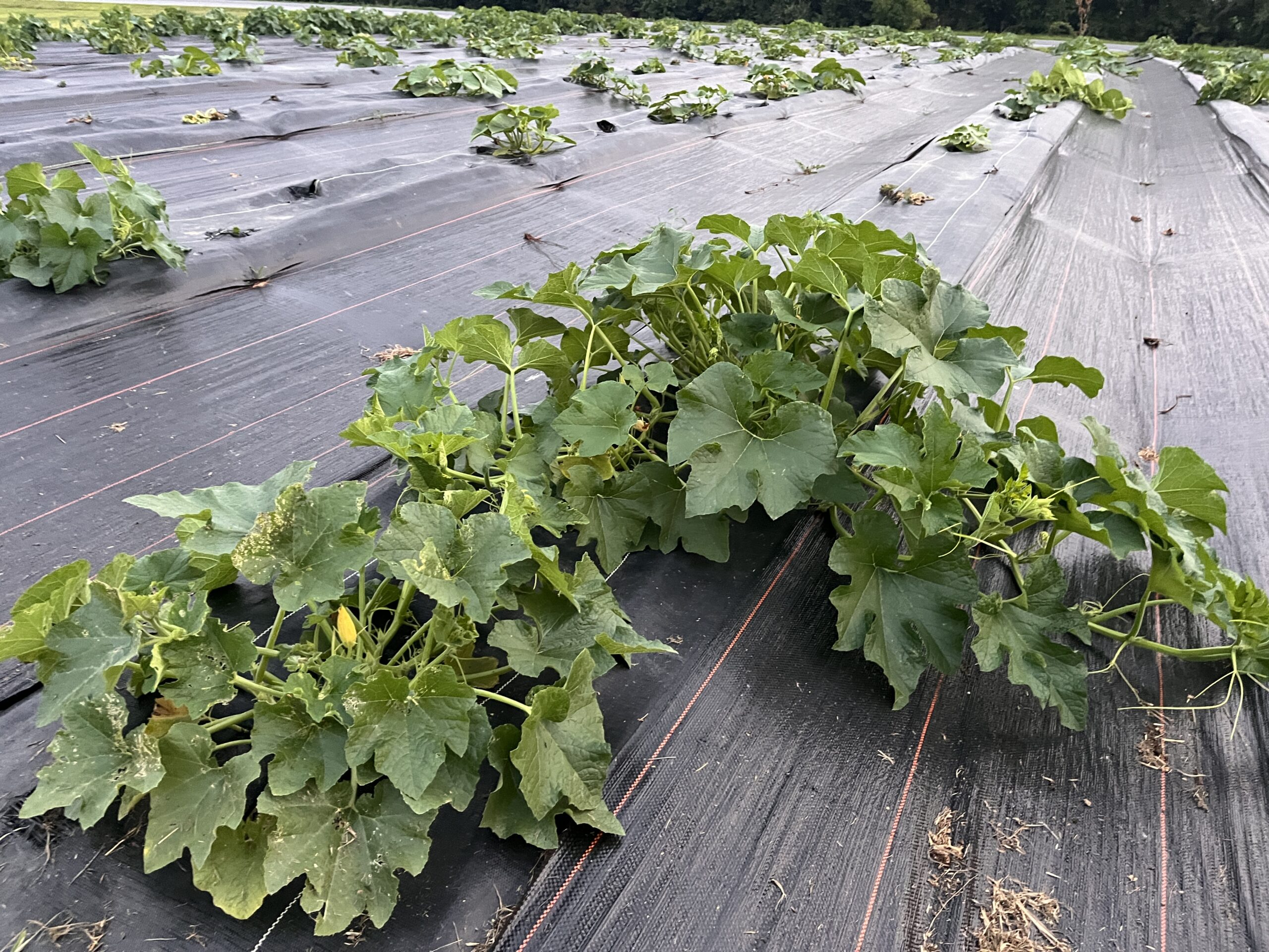 Lockbriar Farms in Chestertown, MD (2)