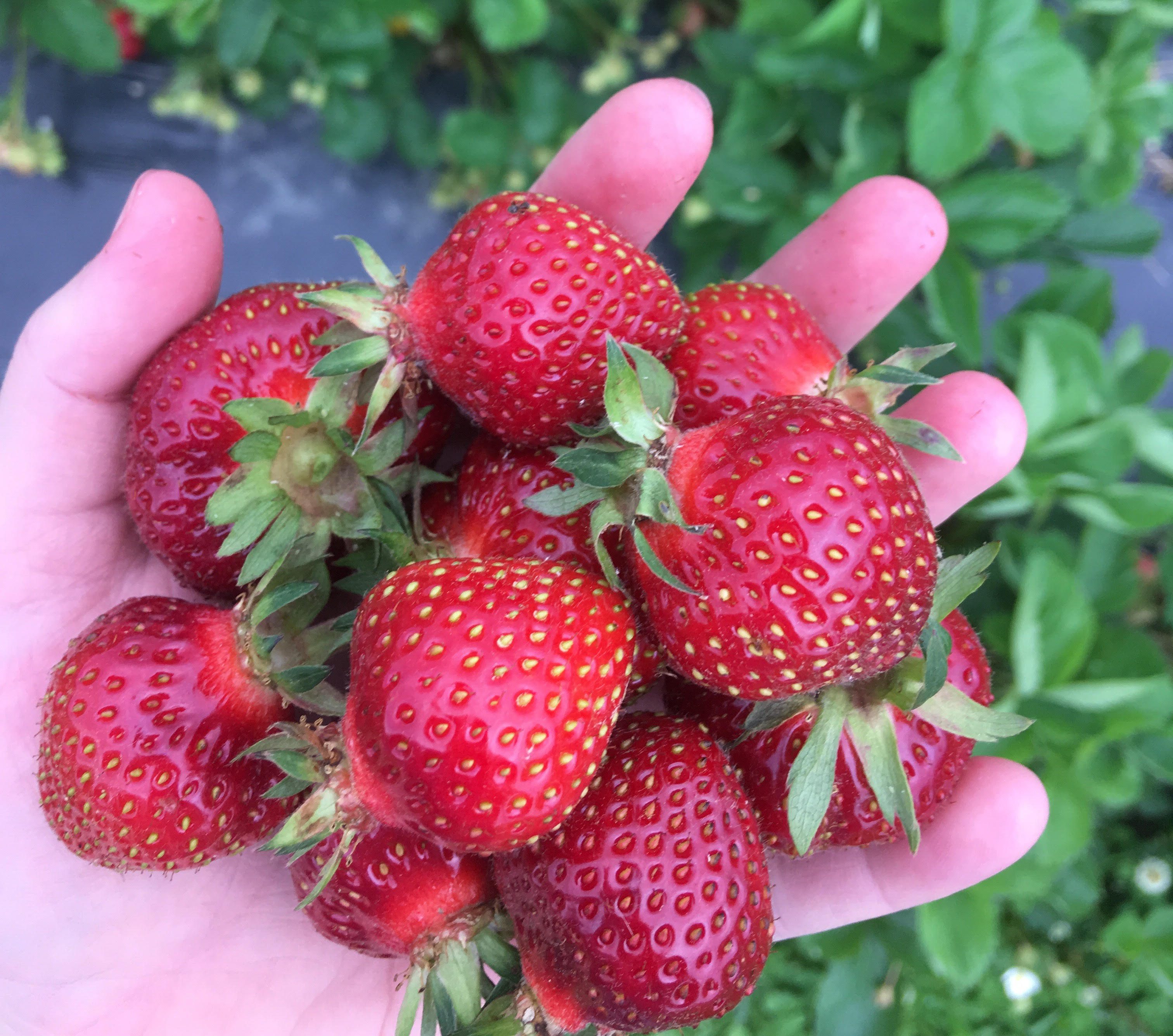 Lockbriar Farms in Chestertown, MD (3)