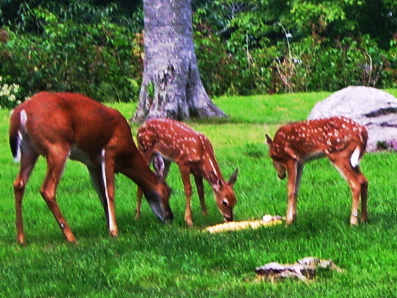 Alpen Restaurant & Bar in Beech Mountain, NC (5)