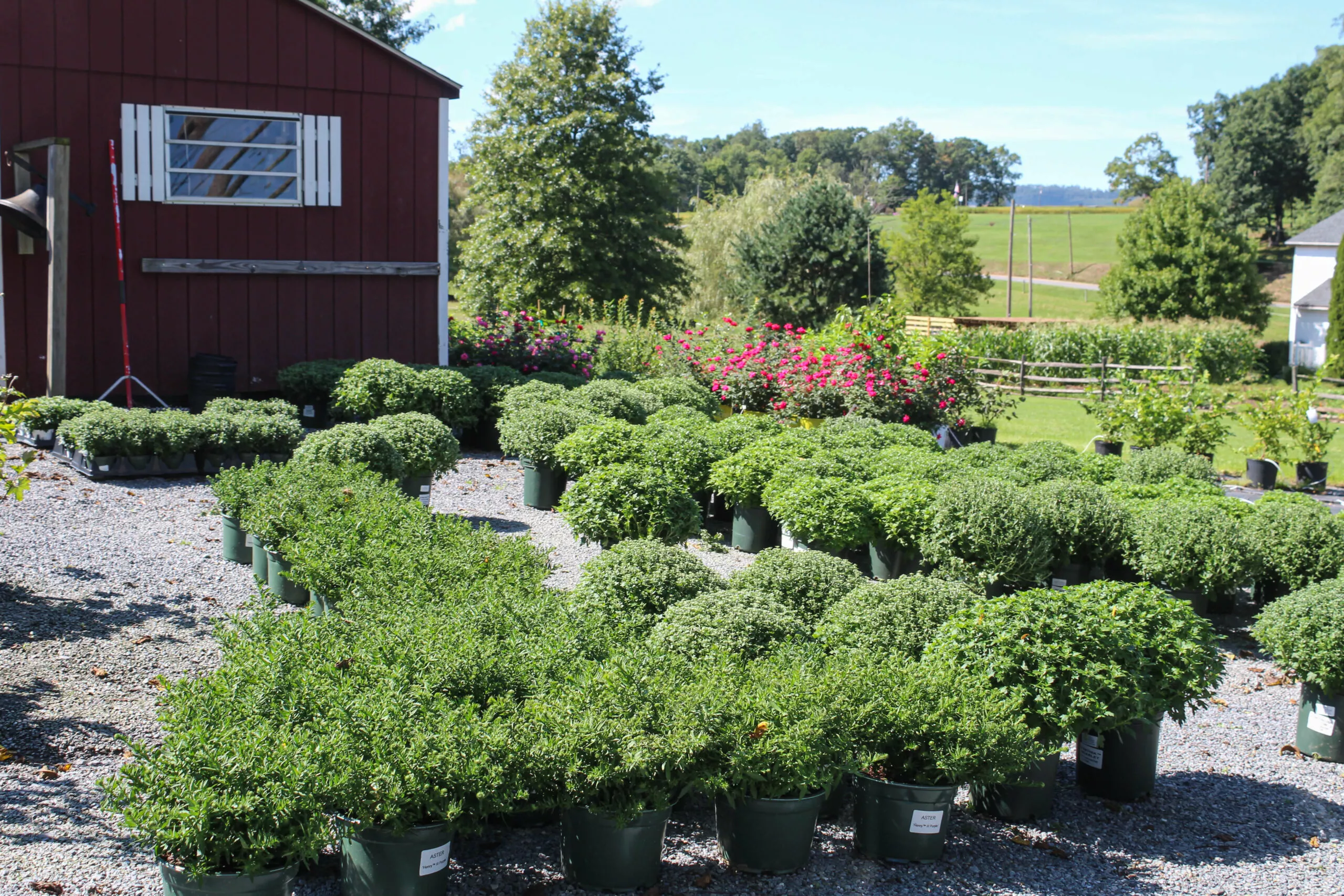 Stauffer's Produce Farm & Greenhouse in Elizabethville, PA (3)