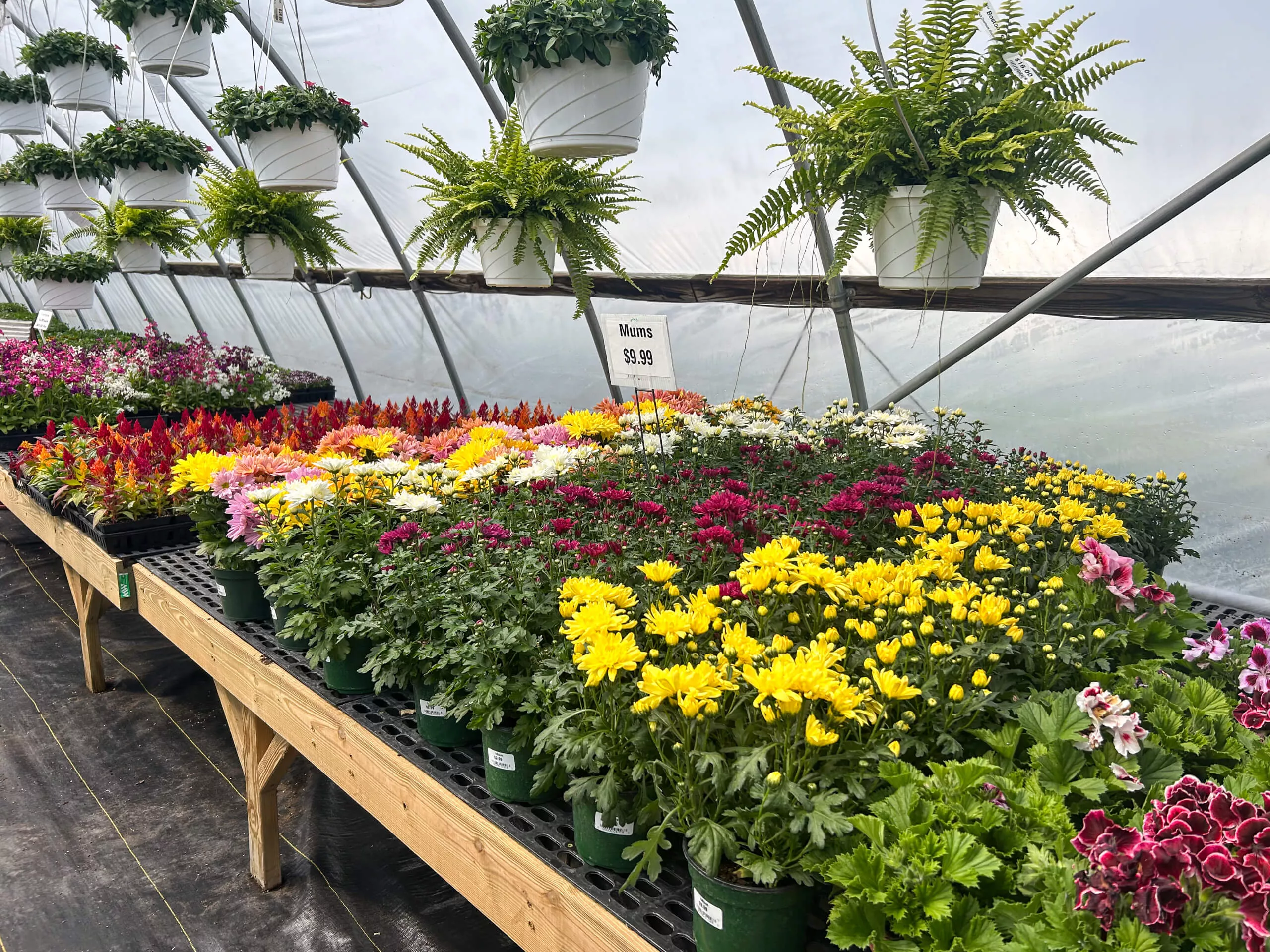 Stauffer's Produce Farm & Greenhouse in Elizabethville, PA (5)