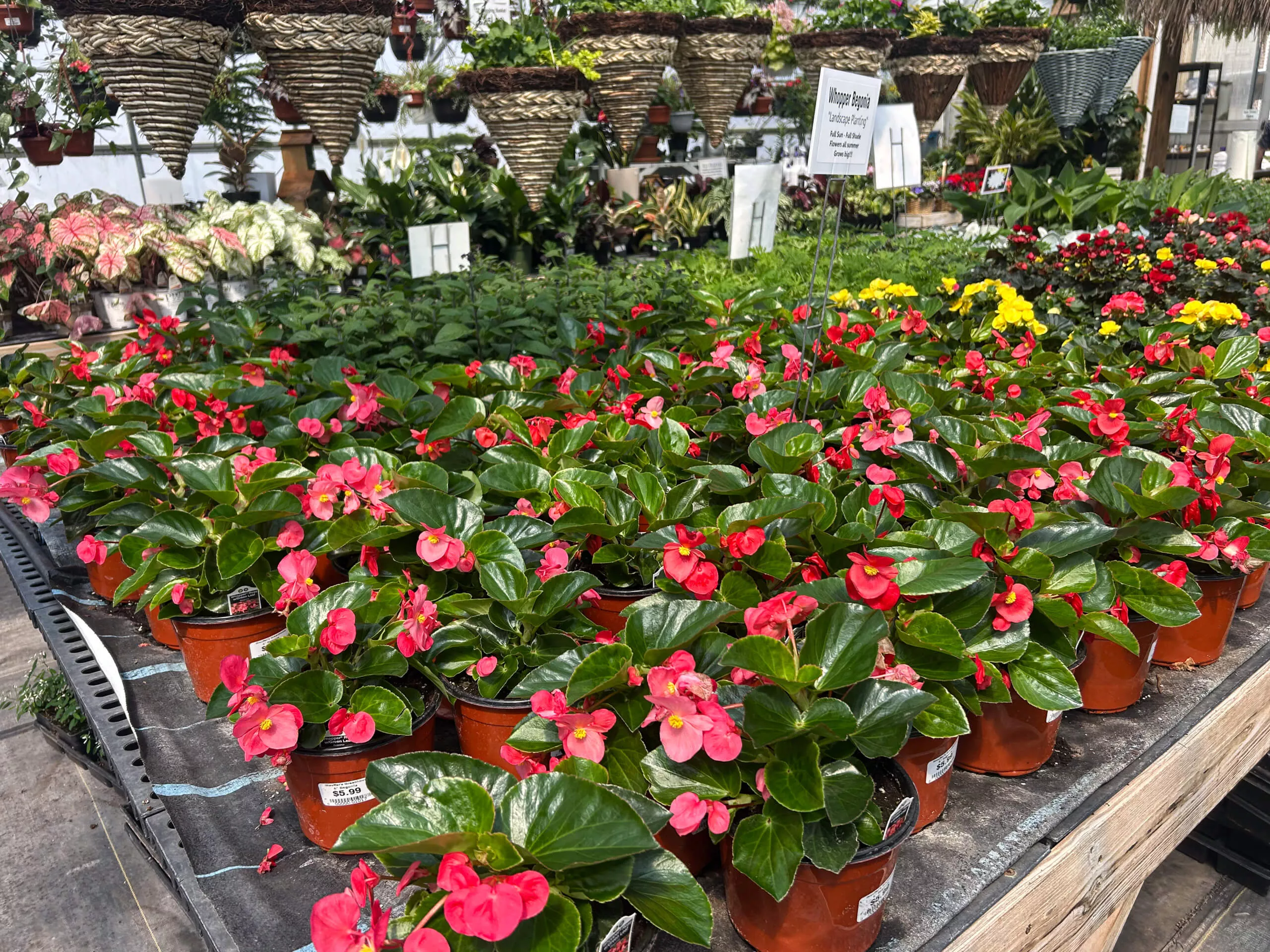 Stauffer's Produce Farm & Greenhouse in Elizabethville, PA (6)