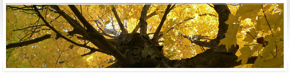 D C FINANCIAL SERVICES GROUP, INC. in Orland Park, IL