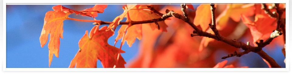 D C FINANCIAL SERVICES GROUP, INC. in Orland Park, IL (4)