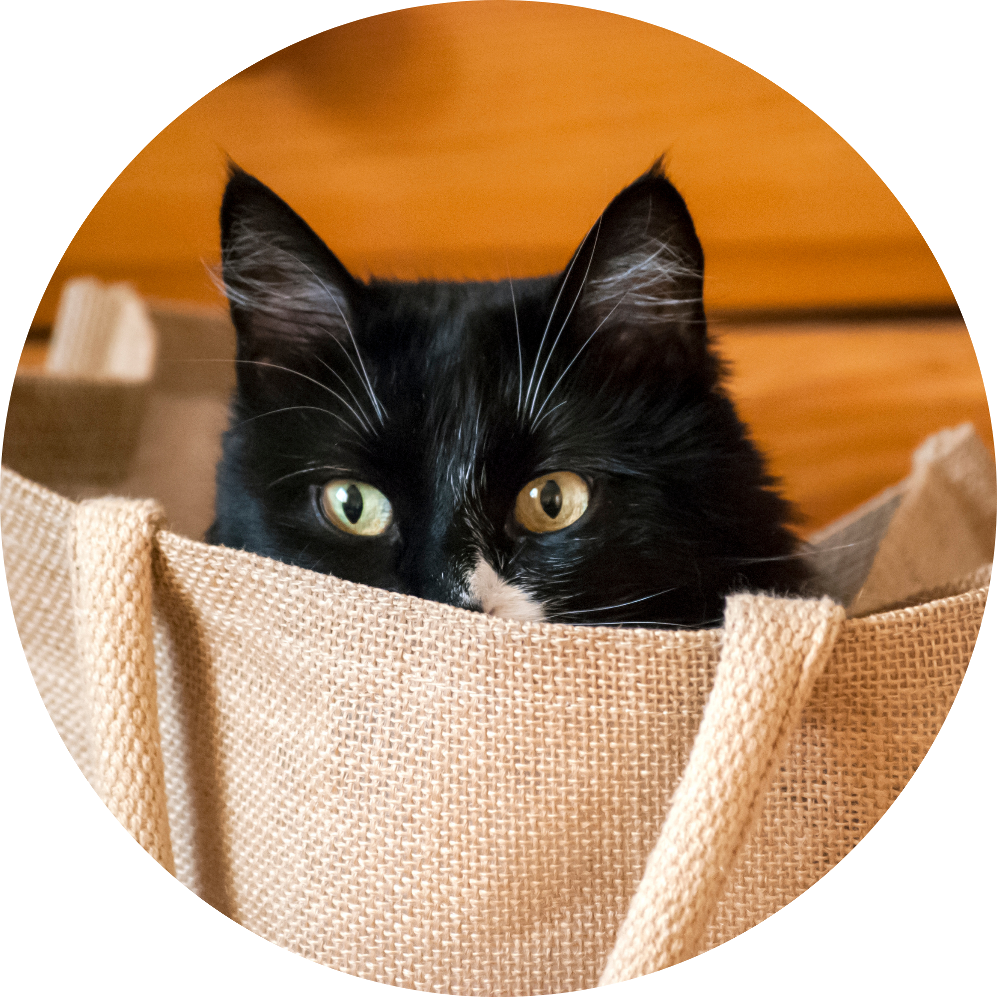 The Whisker Society in Oconomowoc, WI (3)